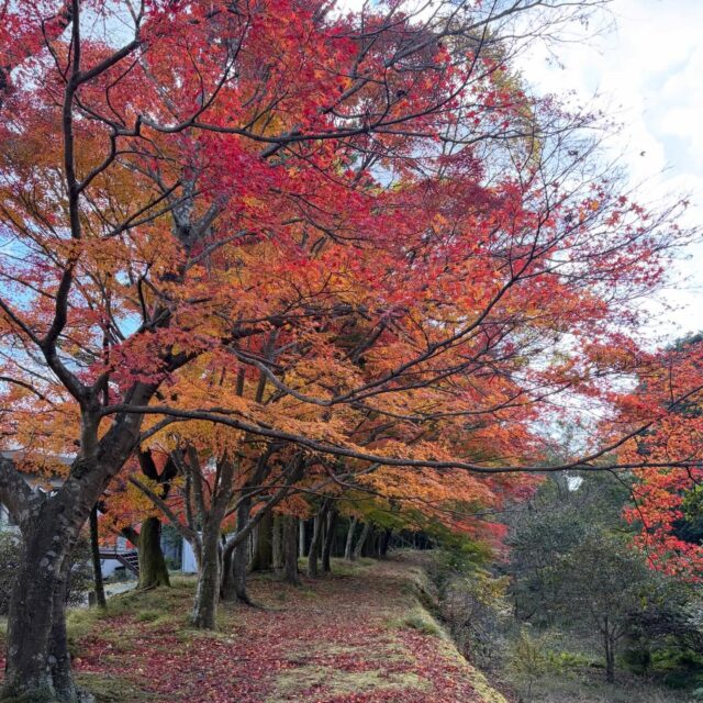 松&椿様 35点【リクエスト】 ツバキ（椿）：孔雀椿 | nae-ya｜herbal tree shop ｜ハーバルツリー